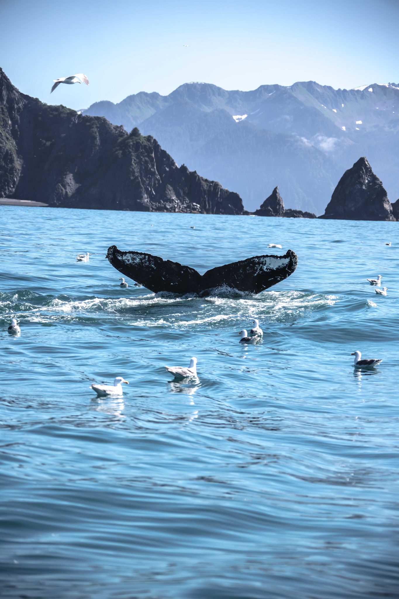 whale watching tours seward ak